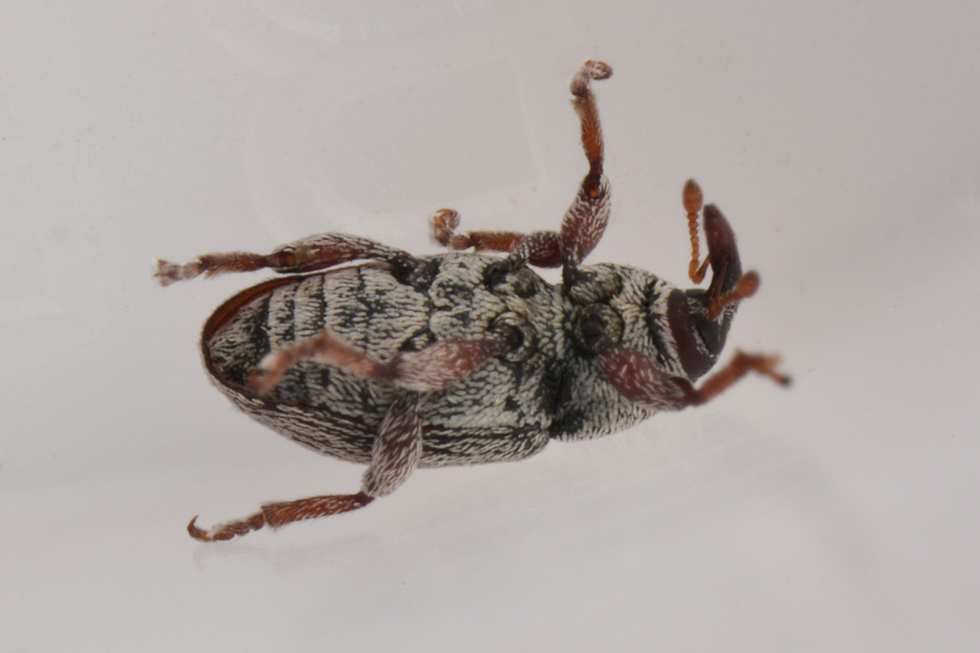 Curculionidae: Tychius stephensi, maschio